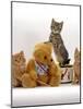 Domestic Cat, Two Ginger Kittens and a Tabby with Ginger Teddy Bear-Jane Burton-Mounted Photographic Print