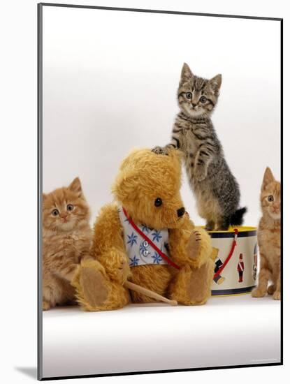 Domestic Cat, Two Ginger Kittens and a Tabby with Ginger Teddy Bear-Jane Burton-Mounted Photographic Print