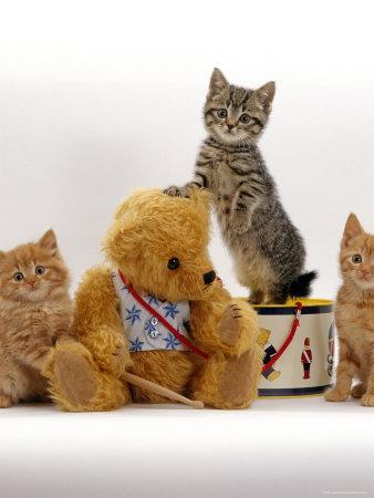 kitten and teddy bear