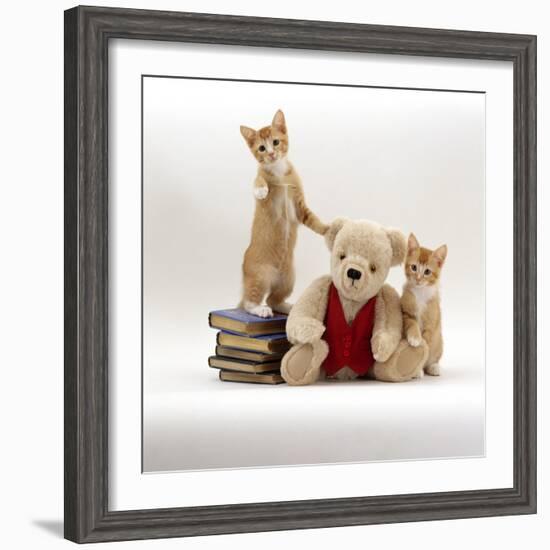 Domestic Cat, Two Red Kittens with Cream Teddy Bear in Red Waistcoat-Jane Burton-Framed Photographic Print