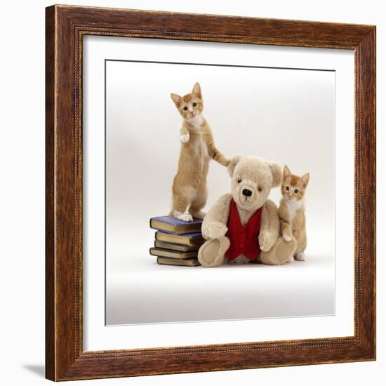 Domestic Cat, Two Red Kittens with Cream Teddy Bear in Red Waistcoat-Jane Burton-Framed Photographic Print