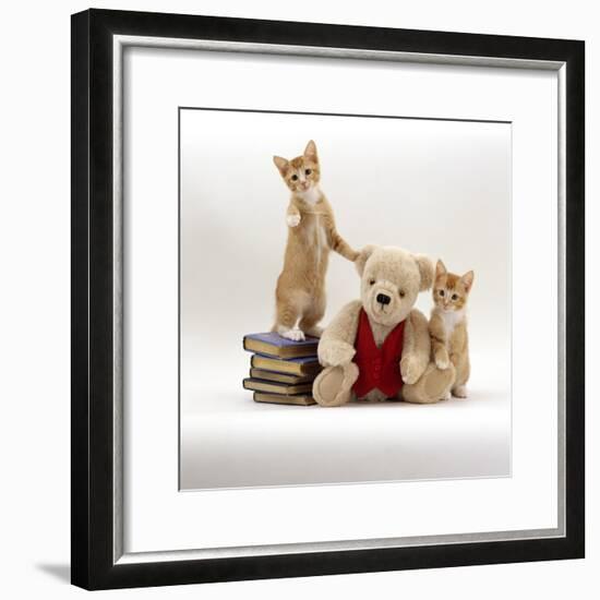 Domestic Cat, Two Red Kittens with Cream Teddy Bear in Red Waistcoat-Jane Burton-Framed Photographic Print