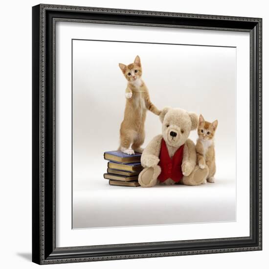 Domestic Cat, Two Red Kittens with Cream Teddy Bear in Red Waistcoat-Jane Burton-Framed Photographic Print