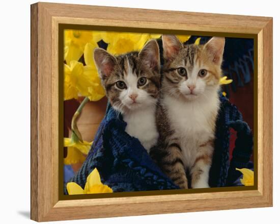 Domestic Cat, Two Tabby-Tortoiseshell-And-White Kittens in Blue Bag with Daffodils-Jane Burton-Framed Premier Image Canvas