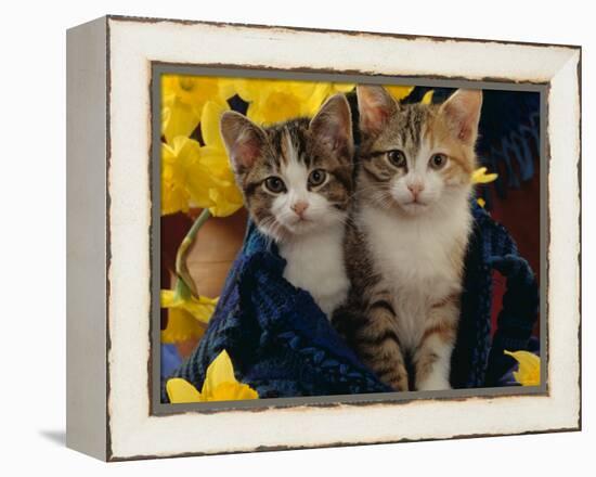 Domestic Cat, Two Tabby-Tortoiseshell-And-White Kittens in Blue Bag with Daffodils-Jane Burton-Framed Premier Image Canvas