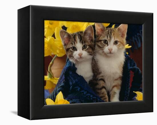 Domestic Cat, Two Tabby-Tortoiseshell-And-White Kittens in Blue Bag with Daffodils-Jane Burton-Framed Premier Image Canvas