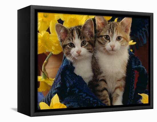 Domestic Cat, Two Tabby-Tortoiseshell-And-White Kittens in Blue Bag with Daffodils-Jane Burton-Framed Premier Image Canvas