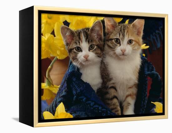 Domestic Cat, Two Tabby-Tortoiseshell-And-White Kittens in Blue Bag with Daffodils-Jane Burton-Framed Premier Image Canvas