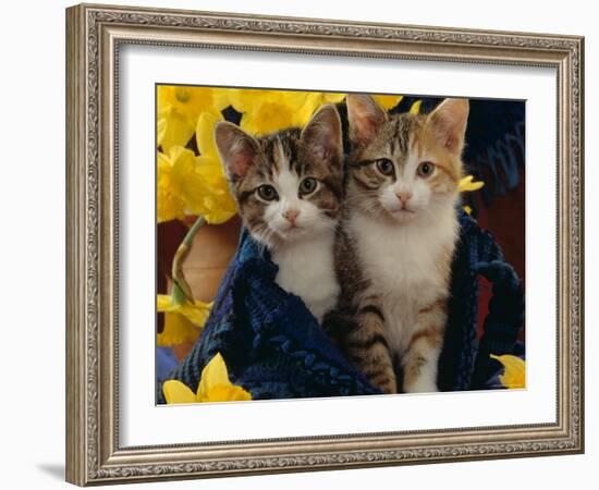 Domestic Cat, Two Tabby-Tortoiseshell-And-White Kittens in Blue Bag with Daffodils-Jane Burton-Framed Photographic Print