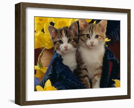 Domestic Cat, Two Tabby-Tortoiseshell-And-White Kittens in Blue Bag with Daffodils-Jane Burton-Framed Photographic Print