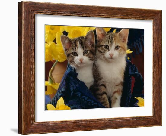 Domestic Cat, Two Tabby-Tortoiseshell-And-White Kittens in Blue Bag with Daffodils-Jane Burton-Framed Photographic Print