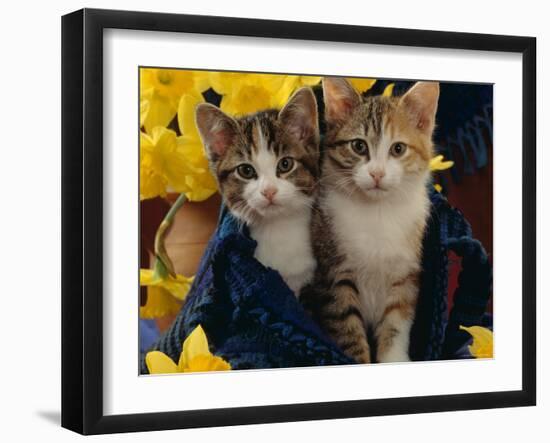 Domestic Cat, Two Tabby-Tortoiseshell-And-White Kittens in Blue Bag with Daffodils-Jane Burton-Framed Photographic Print