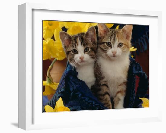 Domestic Cat, Two Tabby-Tortoiseshell-And-White Kittens in Blue Bag with Daffodils-Jane Burton-Framed Photographic Print