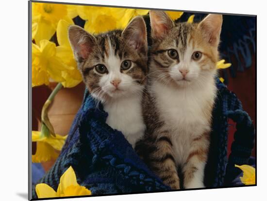 Domestic Cat, Two Tabby-Tortoiseshell-And-White Kittens in Blue Bag with Daffodils-Jane Burton-Mounted Photographic Print