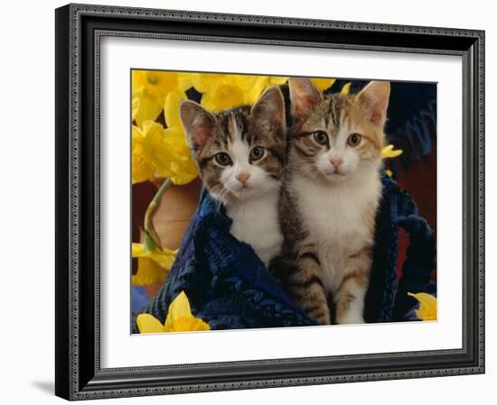 Domestic Cat, Two Tabby-Tortoiseshell-And-White Kittens in Blue Bag with Daffodils-Jane Burton-Framed Photographic Print