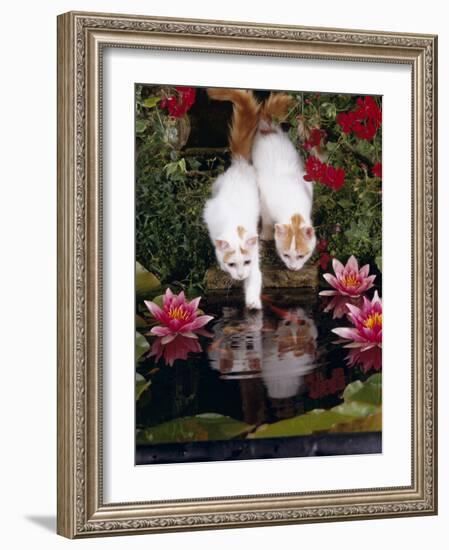 Domestic Cat, Two Turkish Van Kittens Watch and Try to Catch Goldfish in Garden Pond-Jane Burton-Framed Photographic Print