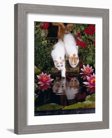 Domestic Cat, Two Turkish Van Kittens Watch and Try to Catch Goldfish in Garden Pond-Jane Burton-Framed Photographic Print