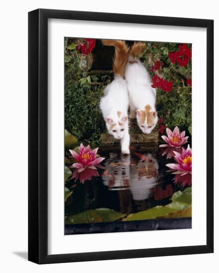 Domestic Cat, Two Turkish Van Kittens Watch and Try to Catch Goldfish in Garden Pond-Jane Burton-Framed Photographic Print