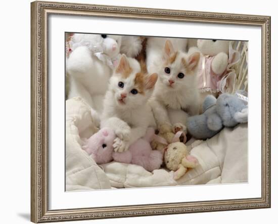 Domestic Cat, Two Turkish Van Kittens with Soft Toys in Crib-Jane Burton-Framed Photographic Print