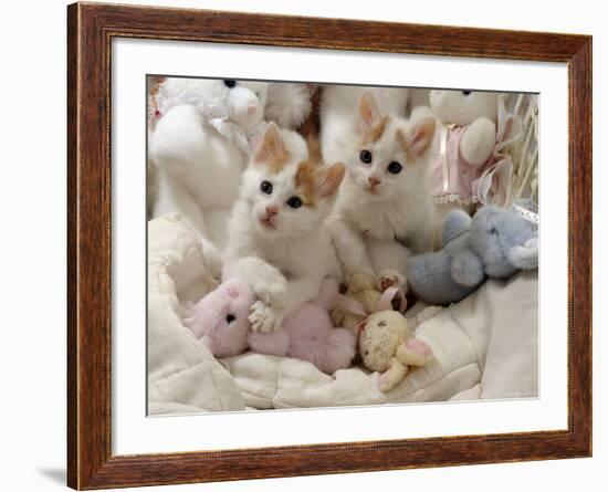Domestic Cat, Two Turkish Van Kittens with Soft Toys in Crib-Jane Burton-Framed Photographic Print