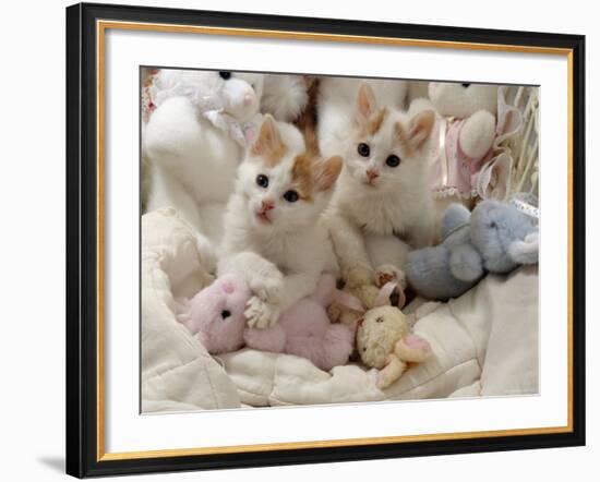 Domestic Cat, Two Turkish Van Kittens with Soft Toys in Crib-Jane Burton-Framed Photographic Print