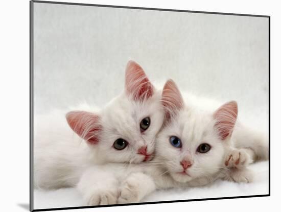 Domestic Cat, Two White Persian-Cross Kittens, One Odd-Eyed-Jane Burton-Mounted Photographic Print