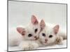 Domestic Cat, Two White Persian-Cross Kittens, One Odd-Eyed-Jane Burton-Mounted Photographic Print