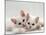 Domestic Cat, Two White Persian-Cross Kittens, One Odd-Eyed-Jane Burton-Mounted Photographic Print