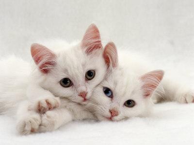 Two white sale kittens