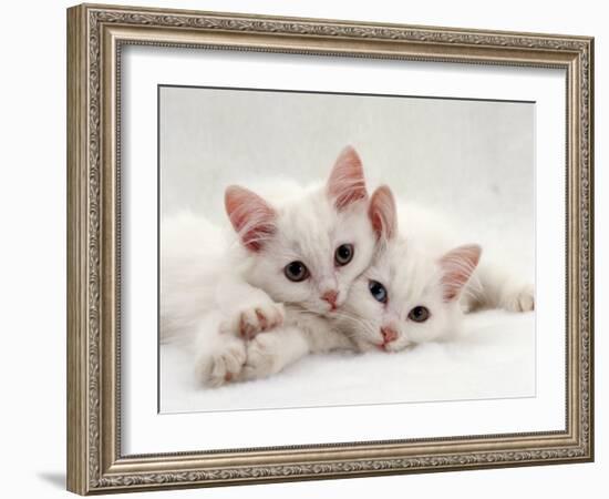 Domestic Cat, Two White Persian-Cross Kittens, One Odd-Eyed-Jane Burton-Framed Photographic Print