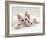 Domestic Cat, Two White Persian-Cross Kittens, One Odd-Eyed-Jane Burton-Framed Photographic Print