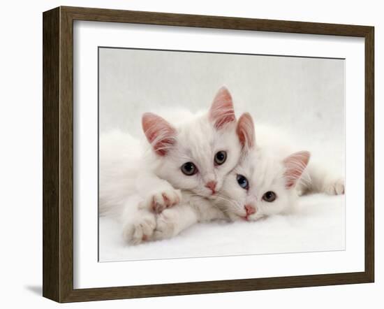 Domestic Cat, Two White Persian-Cross Kittens, One Odd-Eyed-Jane Burton-Framed Photographic Print