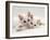 Domestic Cat, Two White Persian-Cross Kittens, One Odd-Eyed-Jane Burton-Framed Photographic Print