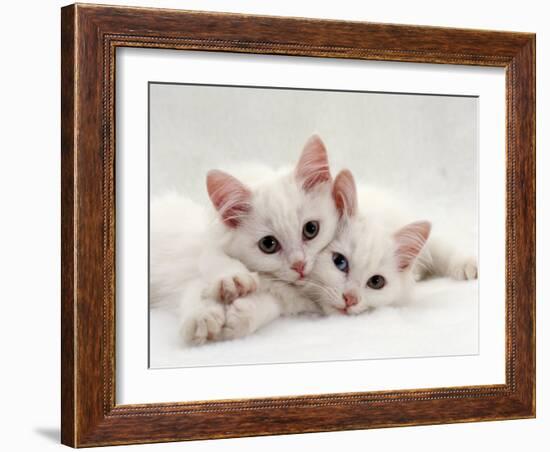 Domestic Cat, Two White Persian-Cross Kittens, One Odd-Eyed-Jane Burton-Framed Photographic Print