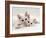 Domestic Cat, Two White Persian-Cross Kittens, One Odd-Eyed-Jane Burton-Framed Photographic Print