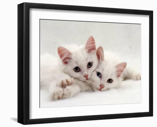 Domestic Cat, Two White Persian-Cross Kittens, One Odd-Eyed-Jane Burton-Framed Photographic Print