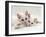 Domestic Cat, Two White Persian-Cross Kittens, One Odd-Eyed-Jane Burton-Framed Photographic Print