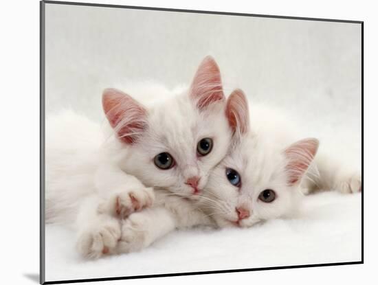 Domestic Cat, Two White Persian-Cross Kittens, One Odd-Eyed-Jane Burton-Mounted Photographic Print