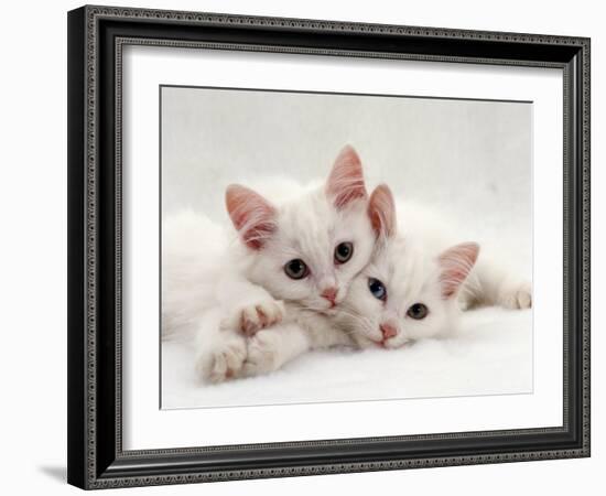 Domestic Cat, Two White Persian-Cross Kittens, One Odd-Eyed-Jane Burton-Framed Photographic Print