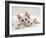 Domestic Cat, Two White Persian-Cross Kittens, One Odd-Eyed-Jane Burton-Framed Photographic Print