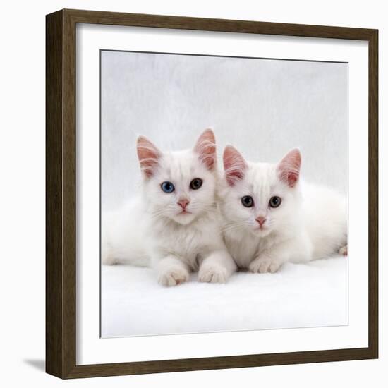 Domestic Cat, White Semi-Longhair Turkish Angora Kittens, One with Odd Eyes-Jane Burton-Framed Photographic Print