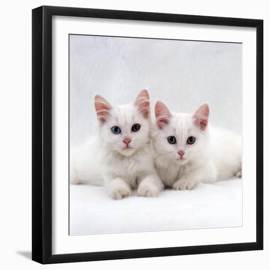 Domestic Cat, White Semi-Longhair Turkish Angora Kittens, One with Odd Eyes-Jane Burton-Framed Photographic Print