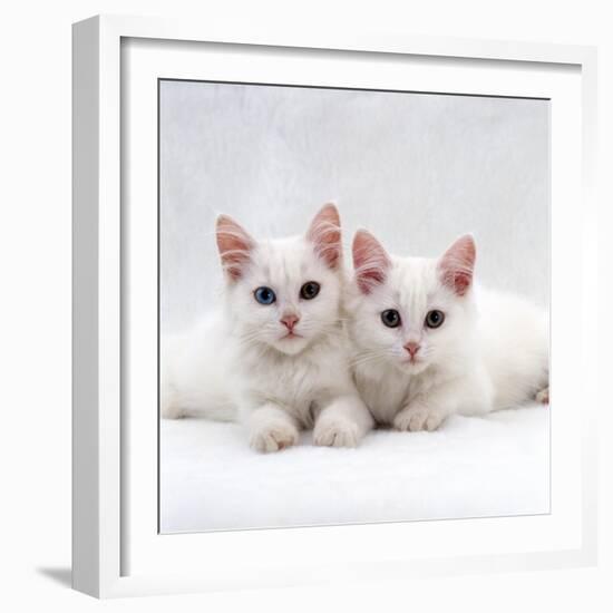 Domestic Cat, White Semi-Longhair Turkish Angora Kittens, One with Odd Eyes-Jane Burton-Framed Photographic Print