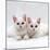Domestic Cat, White Semi-Longhair Turkish Angora Kittens, One with Odd Eyes-Jane Burton-Mounted Photographic Print
