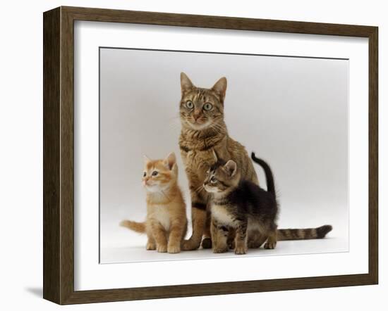 Domestic Cat, with Two of Her 6-Week Kittens-Jane Burton-Framed Photographic Print