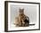 Domestic Cat, with Two of Her 6-Week Kittens-Jane Burton-Framed Photographic Print