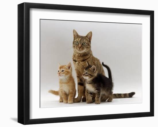 Domestic Cat, with Two of Her 6-Week Kittens-Jane Burton-Framed Photographic Print
