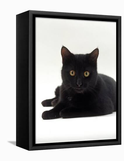 Domestic Cat, Young Black Male-Jane Burton-Framed Premier Image Canvas