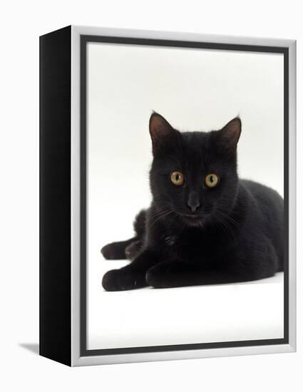 Domestic Cat, Young Black Male-Jane Burton-Framed Premier Image Canvas