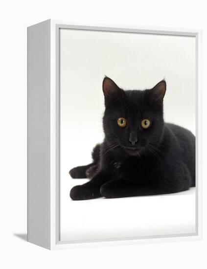 Domestic Cat, Young Black Male-Jane Burton-Framed Premier Image Canvas